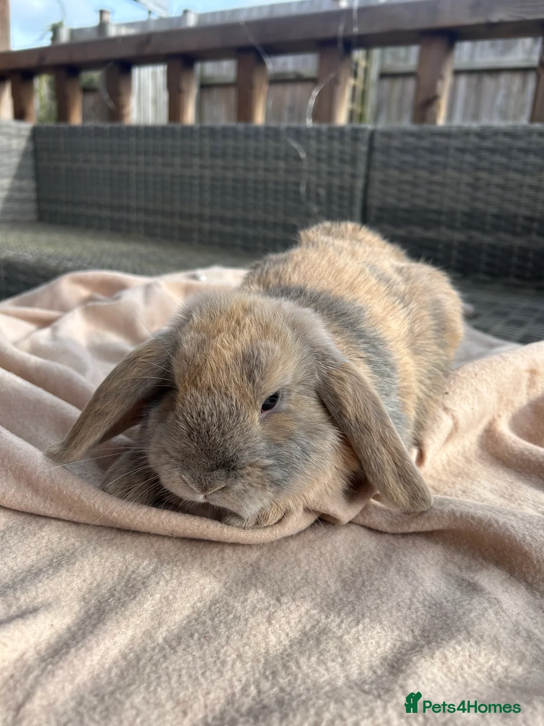 Mini Lop rabbits for sale: Beautifully marked friendly mini lop bunnies - Advert 9