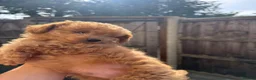 Toy Poodle dogs for sale: Beautiful Asian puppies 🐻❤️ - Advert 3