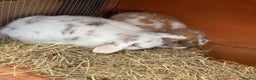 Mini Lop rabbits for sale: Beautiful mini lop bunnies  - Advert 5