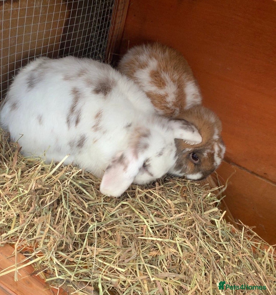 Mini Lop rabbits for sale: Beautiful mini lop bunnies  - Advert 5