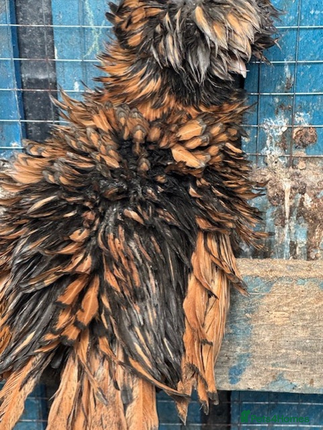Chickens poultry for sale: Roosters, hens, quails and chicks for sale in London - Image 9