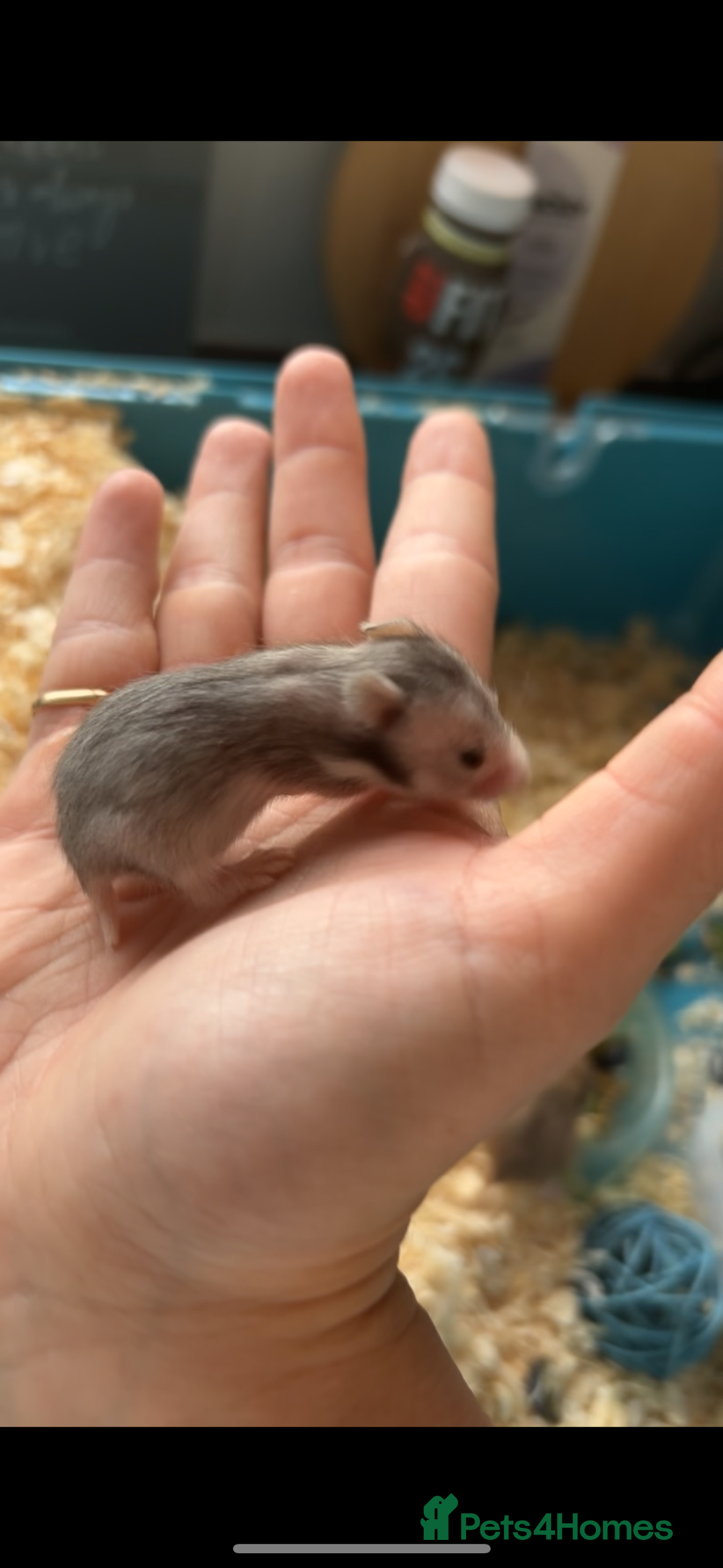 Hamster rodents for sale: Baby Syrian hamsters - Image 3