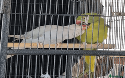 Ringnecks birds for sale: Ringnecks x2 Female's + Large cage - Image 2
