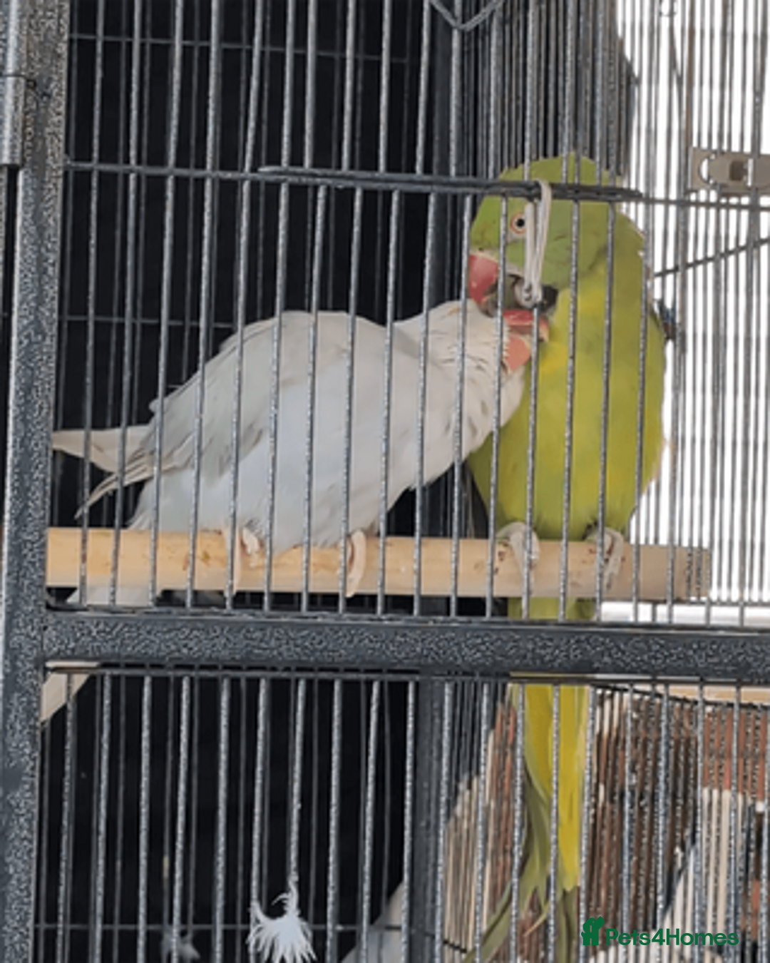Ringnecks birds for sale: Ringnecks x2 Female's + Large cage - Image 2