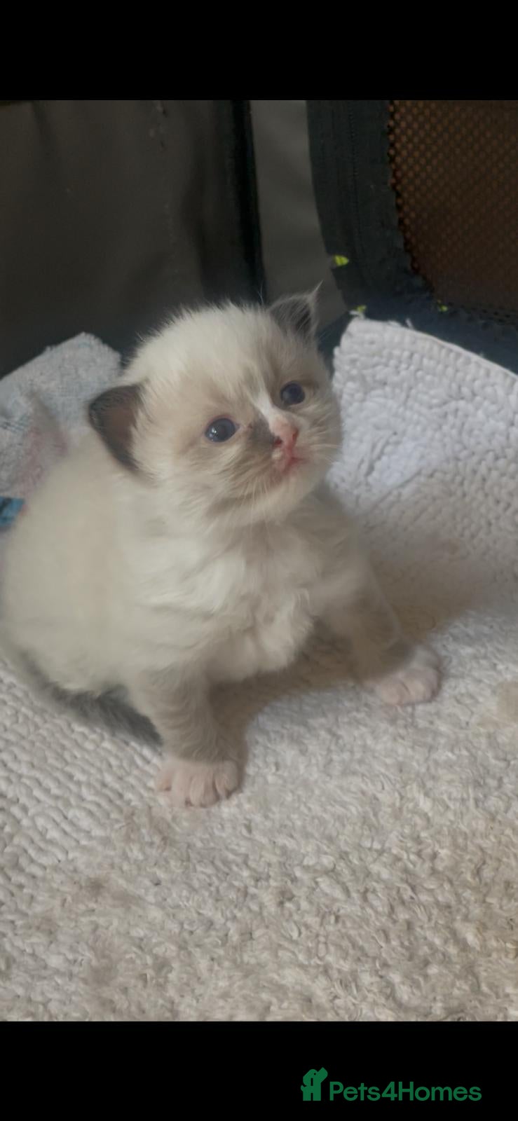 Ragdoll cats 💙 Four Beautiful Pure Ragdoll Kittens for Sale - Advert 1