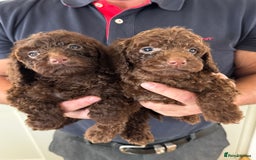 Cockapoo dogs for sale: Cockapoos - Image 3