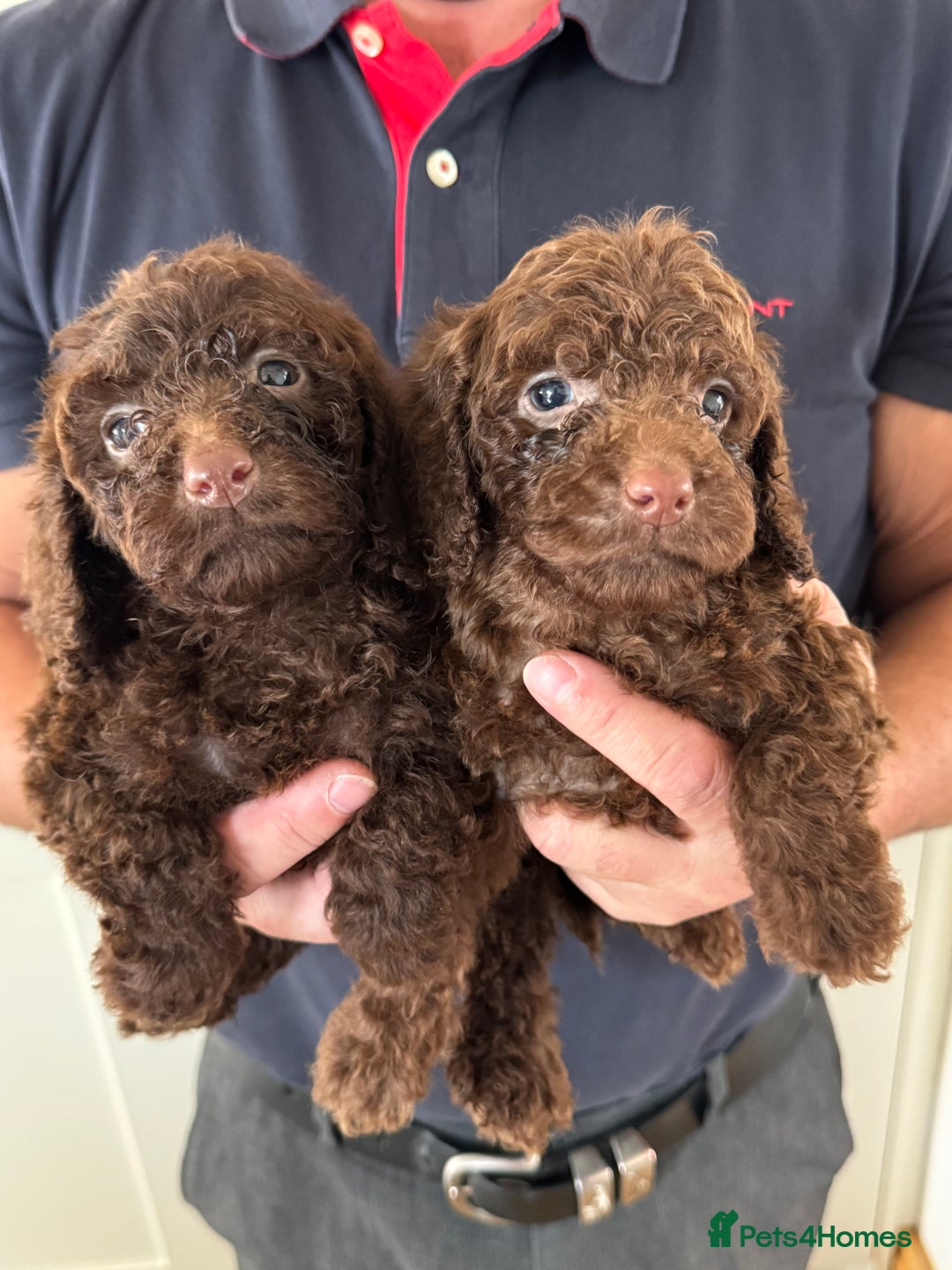 Cockapoo dogs for sale: Cockapoos - Image 3