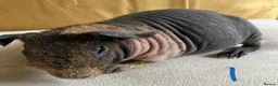 Guinea Pig rodents for sale: Well handled skinny pigs.  - Advert 18