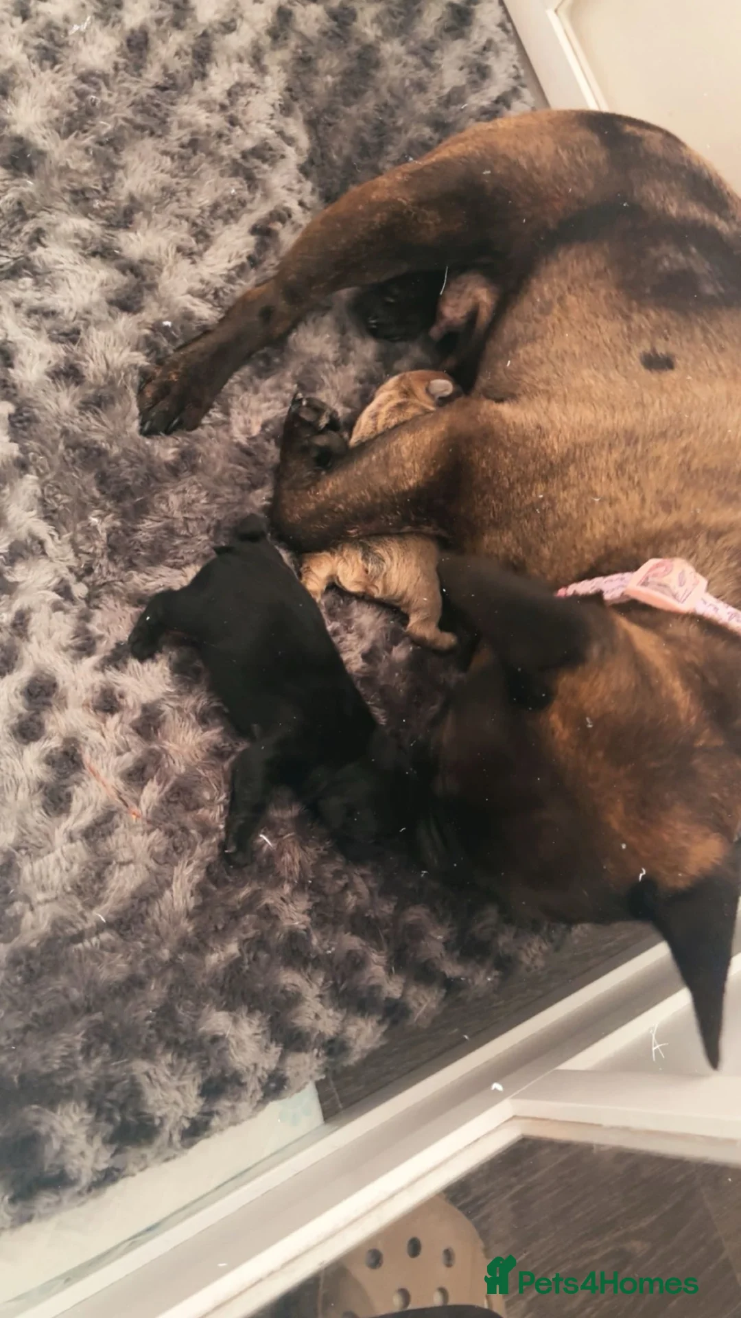 French Bulldog dogs for sale: Male fawn French bulldog  in Chester - Advert 5