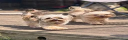 Chorkie dogs for sale: Miniature Chorkie Boys - Advert 34