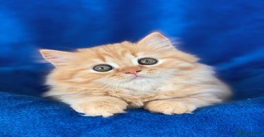 British Longhair cats - Advert 14