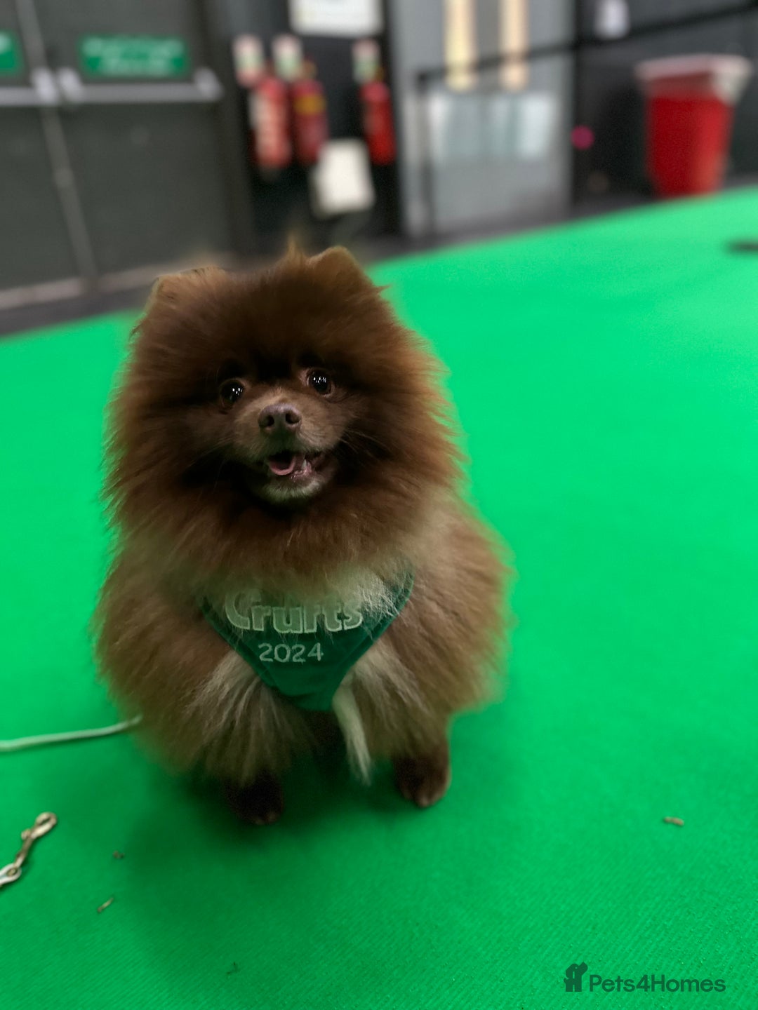 Pomeranian dogs for stud: Proven Chocolate KC in Runcorn - Advert 18