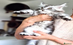 Maine Coon cats for sale: PEDIGREE MAINE COON KITTENS 5 BOYS - Image 15
