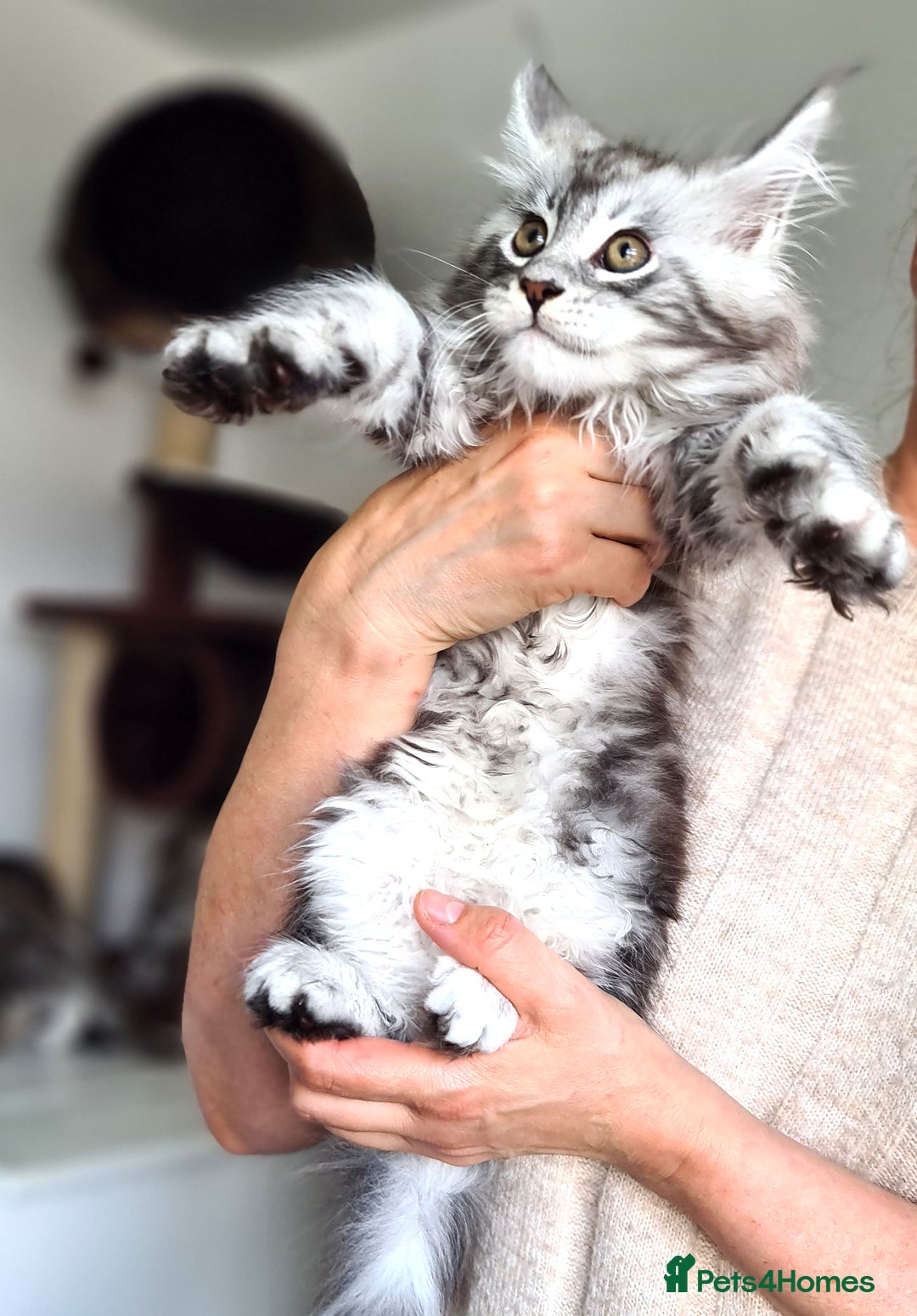 Maine Coon cats for sale: PEDIGREE MAINE COON KITTENS 5 BOYS - Image 15
