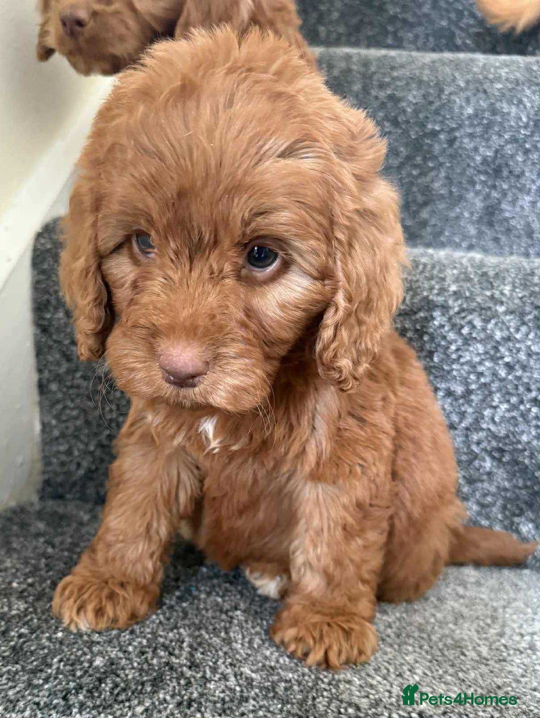 Cockapoo dogs for sale: Beautiful cockapoo puppies  - Image 9