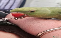 Ringnecks birds for sale: Hand reared male indian ringneck - Image 8
