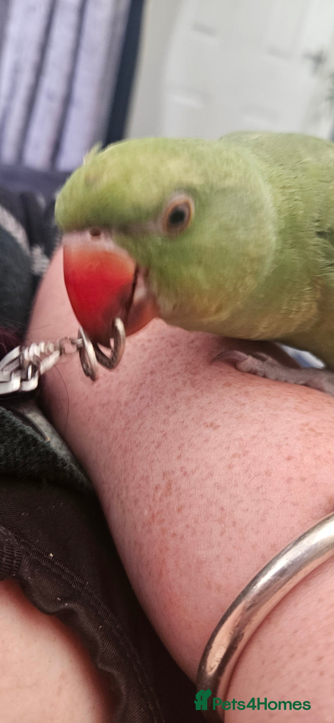 Ringnecks birds for sale: Hand reared male indian ringneck - Image 8