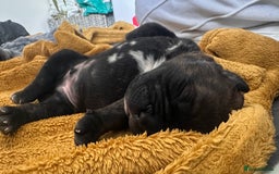 Mixed Breed dogs for sale: Staffordshire bull terrier puppies - Image 3