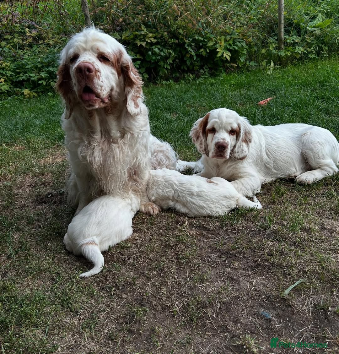 Clumber Spaniel dogs Spaniel Puppies available. - Advert 3