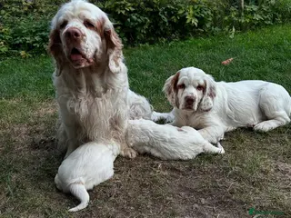 Clumber Spaniel dogs Spaniel Puppies available. - Advert 3