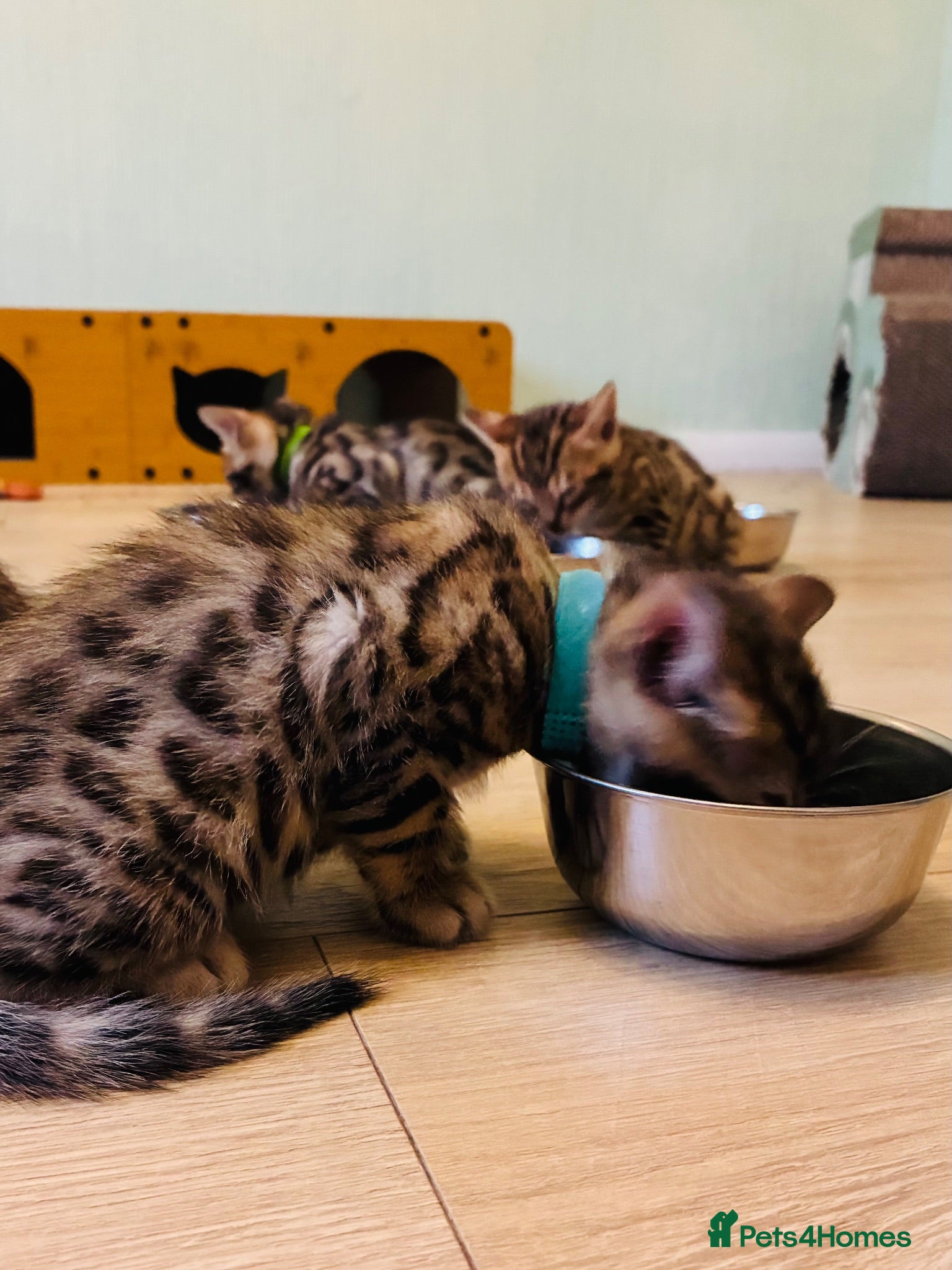 Bengal cats FINAL 2  ! Beautiful Bengal Kittens - Advert 2