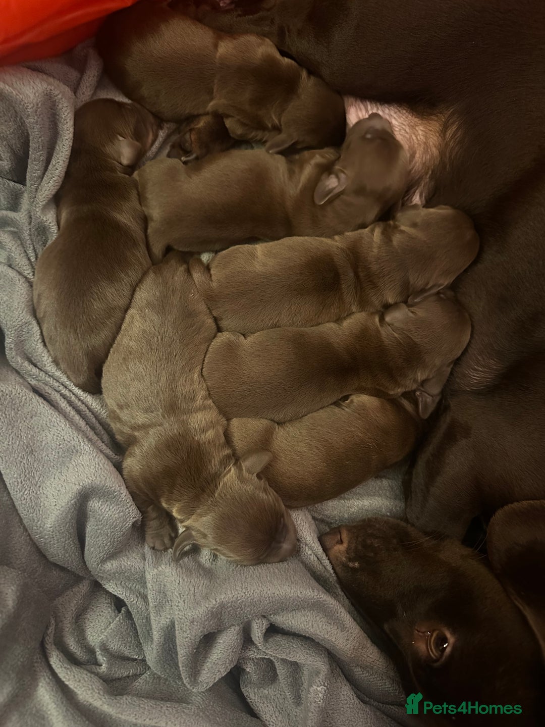 Miniature Dachshund dogs for sale: Miniature dachshund ready to go🫶🏽 - Advert 15