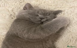 British Shorthair cats for sale: 🐾💙 Beautiful Blue British Shorthair Queen 💙🐾 - Image 1