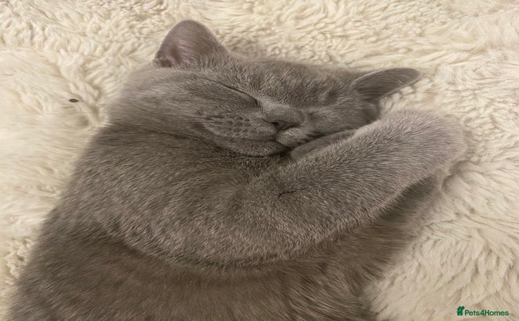 British Shorthair cats for sale - Advert 2