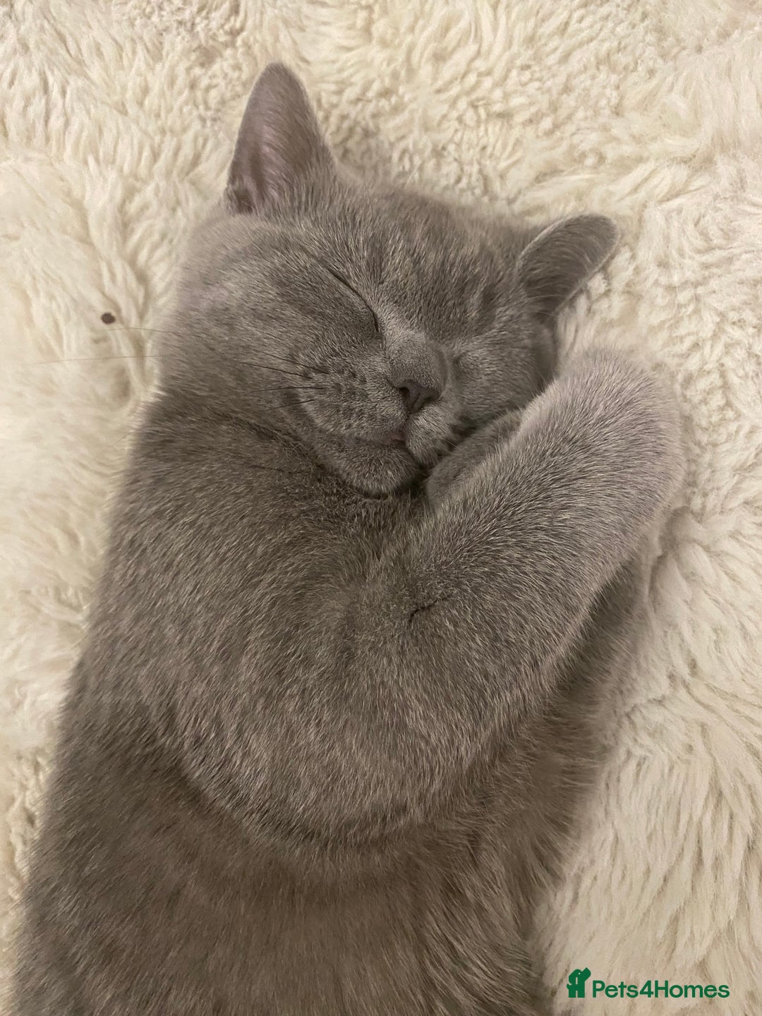 British Shorthair cats for sale: 🐾💙 Beautiful Blue British Shorthair Queen 💙🐾 - Image 1