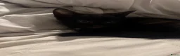 Mixed Breed cats for sale: 3 beautiful black kittens  in Stoke-on-Trent - Advert 12