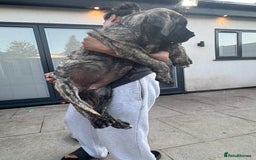 Cane Corso dogs for sale: Cane Corso puppies  - Image 7