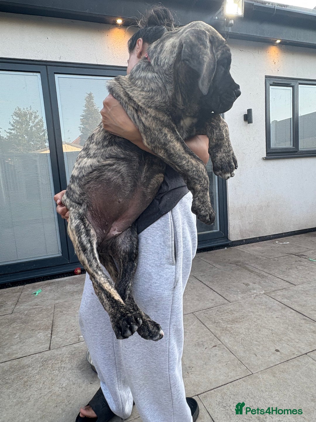 Cane Corso dogs for sale: Cane Corso puppies  - Image 7