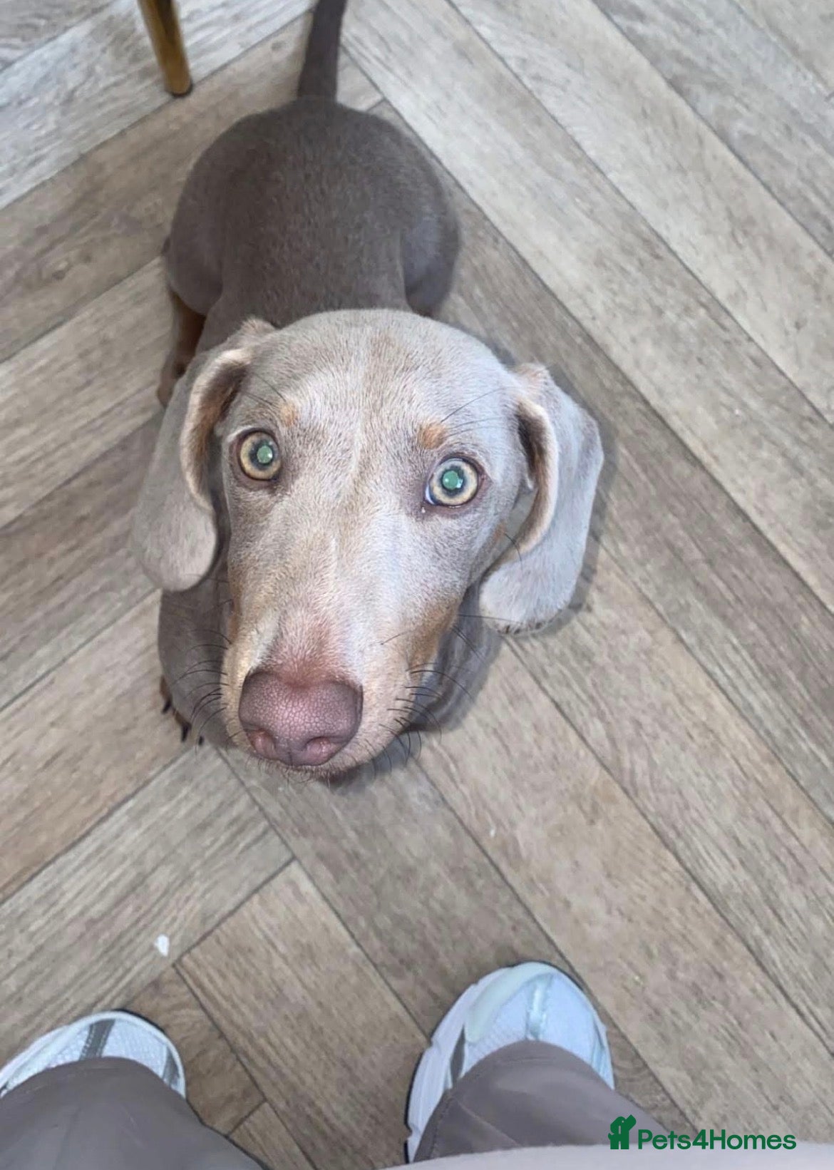 Dachshund dogs Mini Dachshund- Isabella - Advert 1