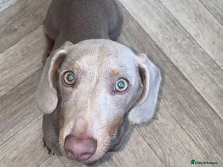 Dachshund dogs Mini Dachshund- Isabella - Advert 1