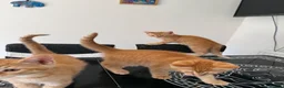 Siberian cats for sale: Beautiful Mix Siberian Kitten - Advert 6