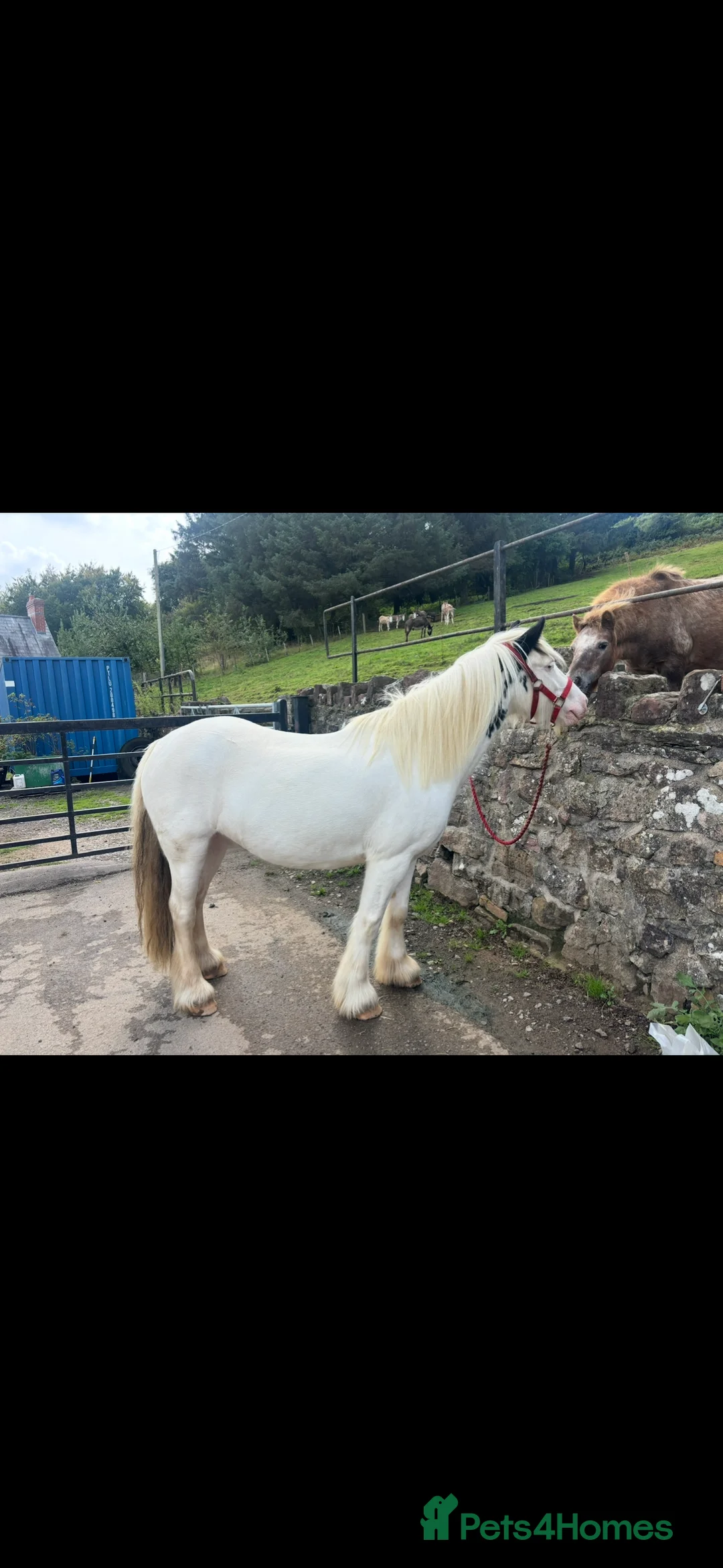 Irish Cob horses for sale: Prince 13,2hh 6year old cob gelding  - Advert 1