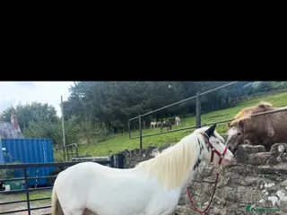 Irish Cob horses Prince 13,2hh 6year old cob gelding - Advert 1