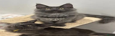 Maine Coon 7
