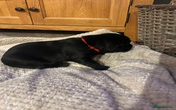 Labrador Retriever dogs for sale: Black Labrador Puppies  - Image 10