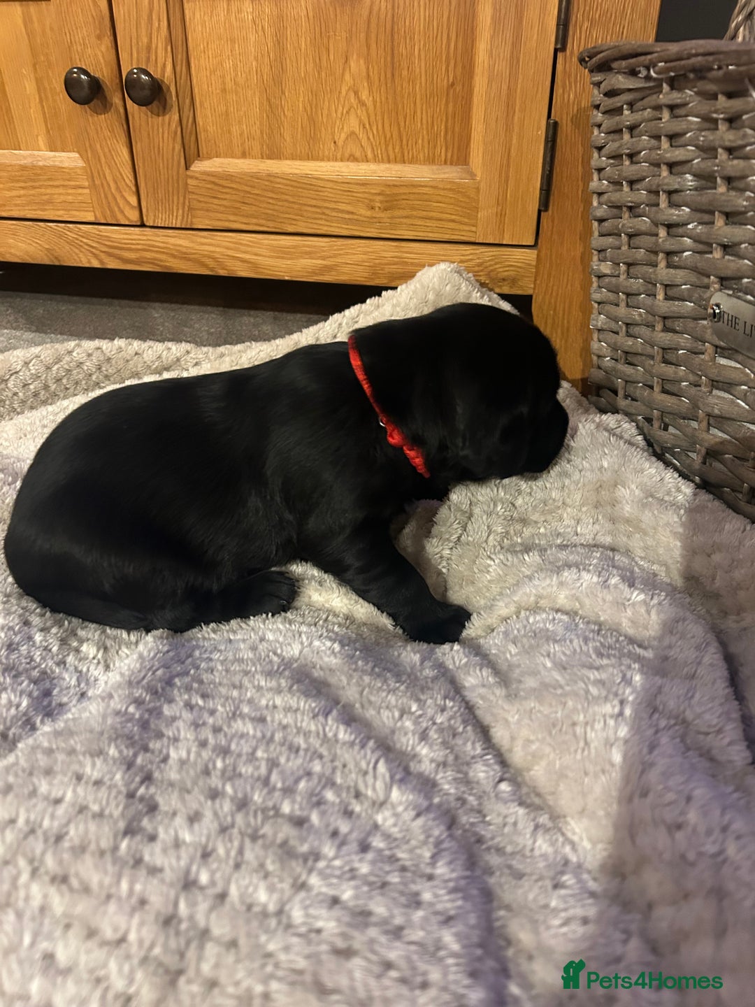 Labrador Retriever dogs for sale: Black Labrador Puppies  - Image 10