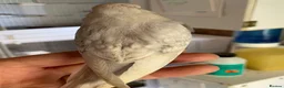 Budgerigars birds for sale: Tame baby budgies - Advert 9