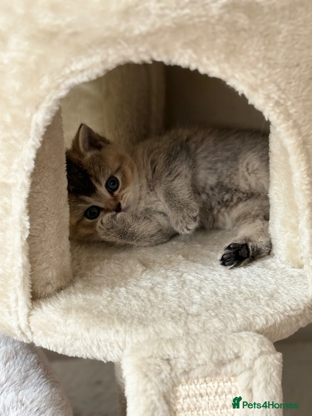 British Shorthair cats for sale: 4 british shorthair kittens in Ruislip - Advert 24