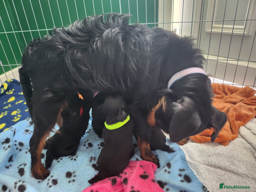 Jackapoo dogs for sale: Gorgeous Jackapoo Puppies - Image 9