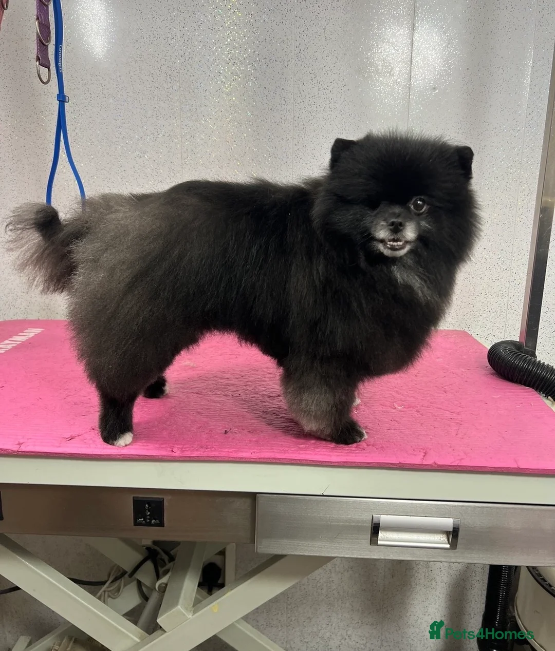 Pomeranian dogs for sale: Adult pomeranian - Advert 1