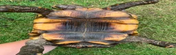 Tortoise reptiles for sale: RED FOOTED TORTOISE MALE 30 YEARS OLD - Advert 3