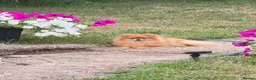 Pomeranian dogs for sale: Amazing mini Pom - Advert 4