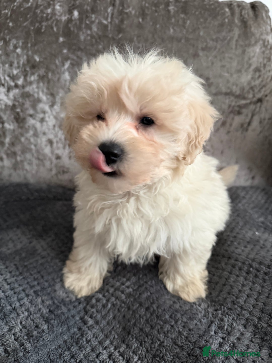 Maltipoo dogs for sale: F1 MALTIPOO PUPS - Advert 2