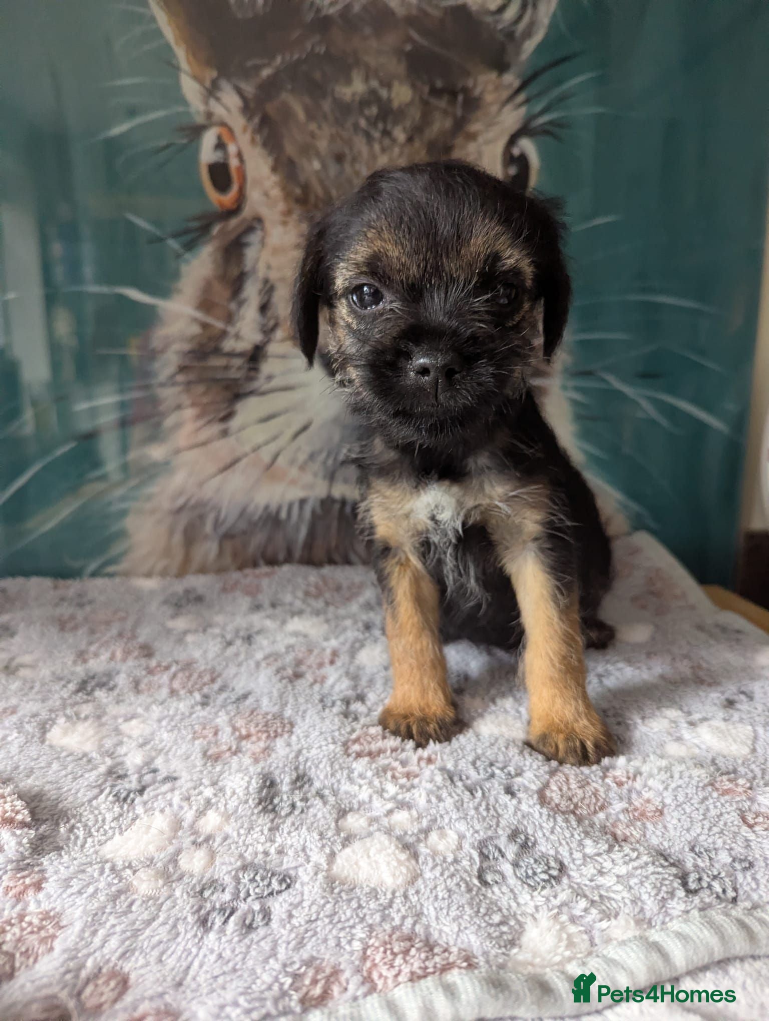 Border Terrier dogs KC registered,slem clear border terrier puppies  - Advert 5