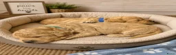 Labradoodle dogs for sale: Multi generation miniature Labradoodle - Advert 15