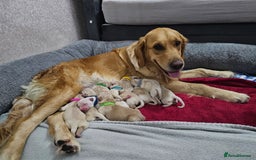 Golden Retriever dogs for sale: Lovely Golden Retriever puppies ❤️  - Image 1